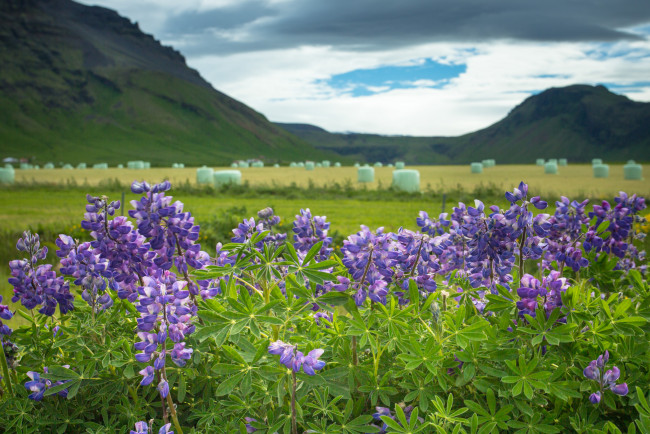 Обои картинки фото iceland, цветы, люпин, исландия, люпины, горы