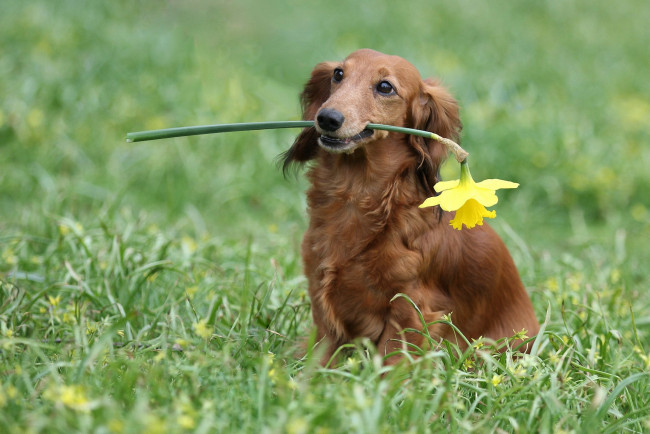 Обои картинки фото животные, собаки, нарцисс, трава, собака