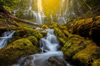 Картинка природа водопады мох камни лес поток