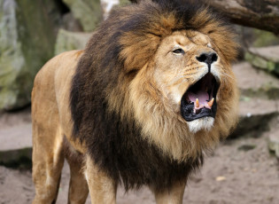 Картинка животные львы открытая пасть