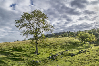 Картинка природа луга дерево трава облака