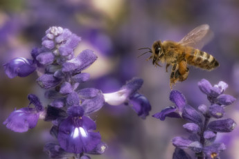 Картинка животные пчелы +осы +шмели пчела полет цветы лаванда
