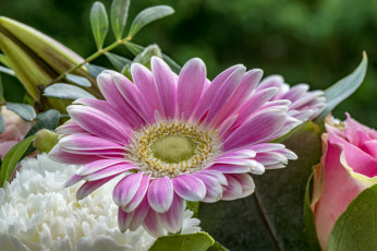 Картинка цветы герберы гербера розовая лепестки капли цветение