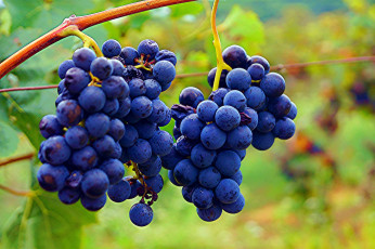 Картинка природа Ягоды +виноград виноград кисти синий листья