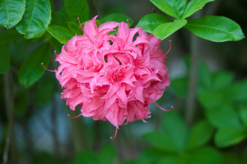 Картинка цветы рододендроны+ азалии розовый азалия рододендрон
