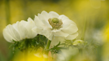 Картинка цветы анемоны +сон-трава цветок белый цветение