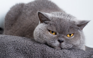 Картинка животные коты серый