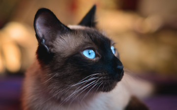 Картинка животные коты сиамский