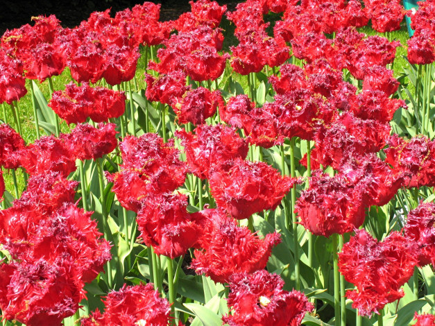 Обои картинки фото цветы, тюльпаны, красный, цвет
