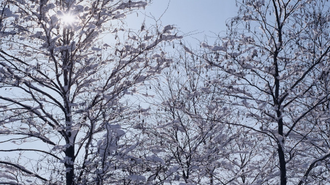 Обои картинки фото природа, зима, снег, деревья, небо