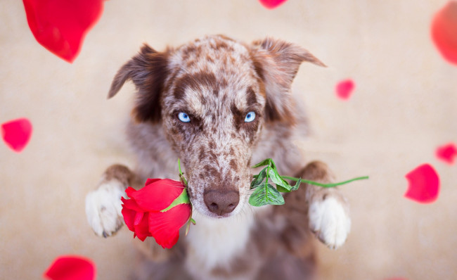 Обои картинки фото животные, собаки, цветок, роза