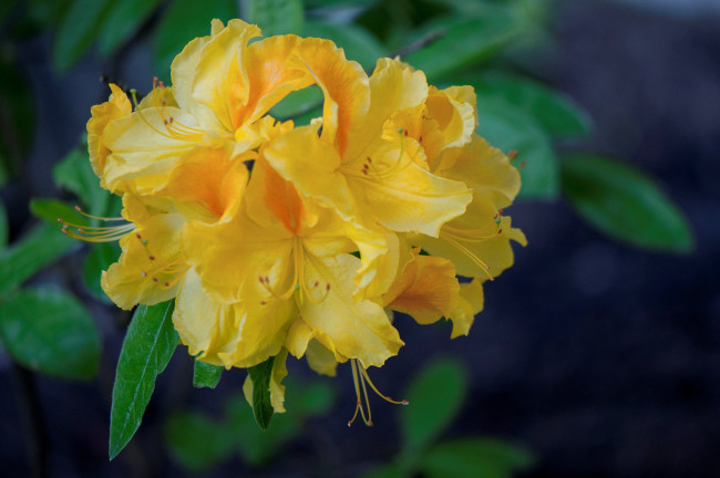 Обои картинки фото цветы, рододендроны , азалии, азалия, желтый, рододендрон