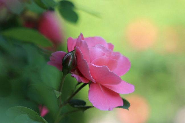 Обои картинки фото цветы, розы, роза, розовая, листья, лепестки, цветение