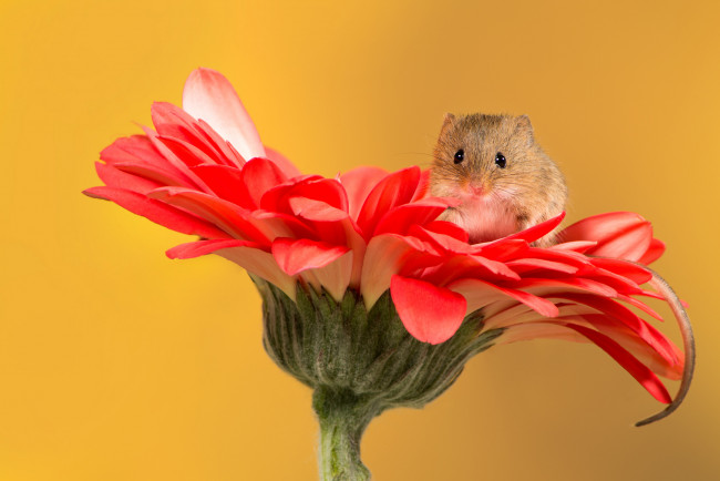 Обои картинки фото животные, крысы,  мыши, цветок, мышка, хвостик, гербера