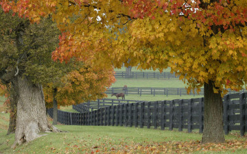Картинка horse farm in fall природа деревья