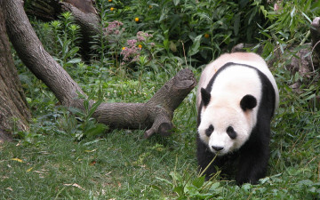 обоя panda, животные, панды