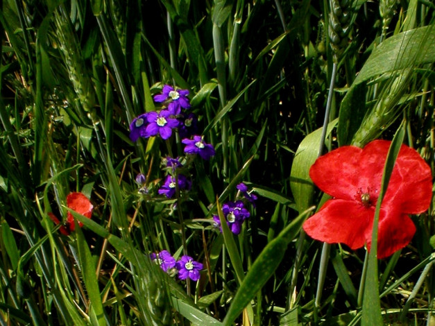 Обои картинки фото deutschland, цветы, луговые, полевые