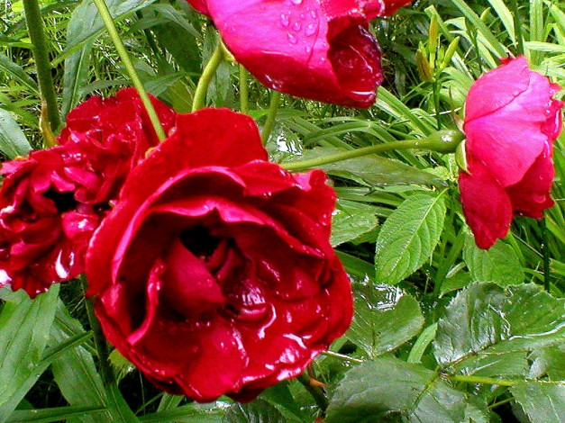 Обои картинки фото deutschland, цветы, розы