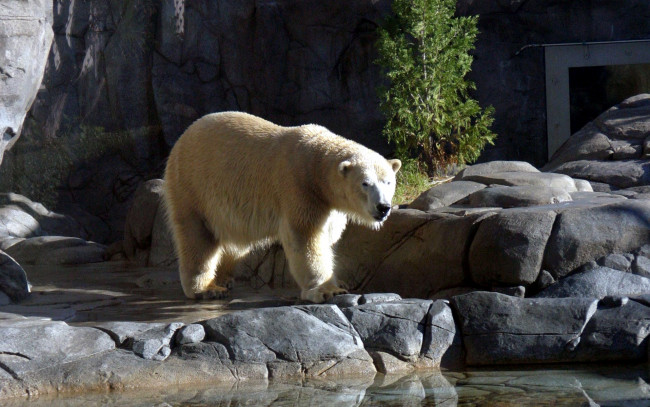 Обои картинки фото polar, bear, животные, медведи