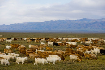 Картинка животные козы пастбище