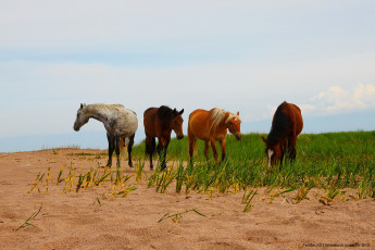 Картинка животные лошади песок