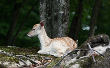 Картинка животные олени косуля природа лето