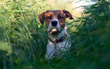 Картинка животные собаки собака трава взгляд