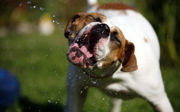 Картинка животные собаки вода лето собака