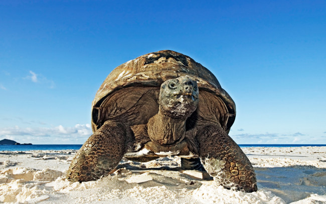 Обои картинки фото turtle, животные, Черепахи, черепаха, песок, берег