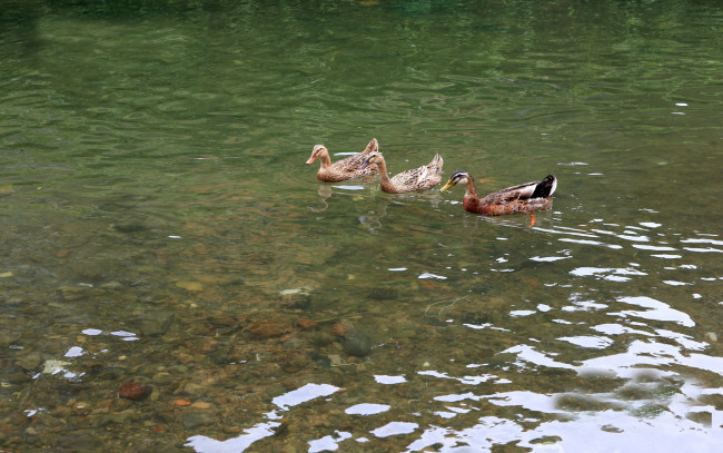 Обои картинки фото животные, утки, вода