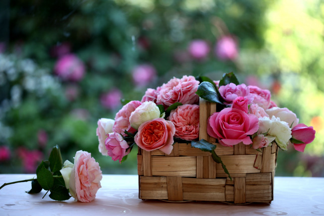 Обои картинки фото цветы, розы, корзинка, лукошко, y, elena, di, guardo