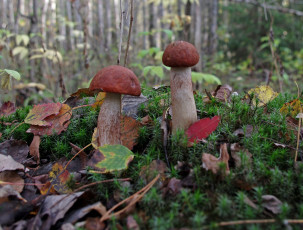 Картинка природа грибы лес трава дары леса