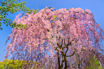 Картинка природа деревья дерево сакура
