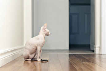 Картинка животные коты сфинкс кошка дом