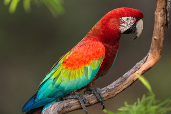 Картинка животные попугаи ара яркий