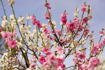 Картинка цветы цветущие деревья кустарники ветки