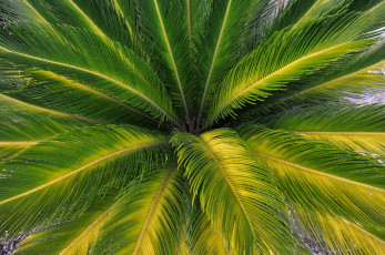 Картинка природа листья пальма