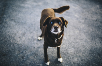 Картинка животные собаки взгляд боке голубые глаза