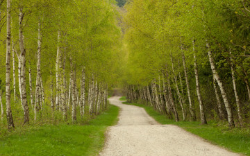 обоя природа, дороги, дорога, деревья, зелень