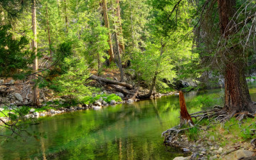 Картинка природа реки озера сосны река корни стволы лес