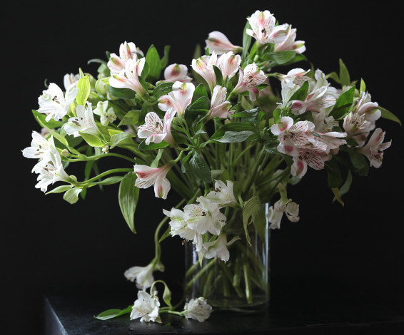 Обои картинки фото цветы, альстромерия, перуанская, лилия, букет