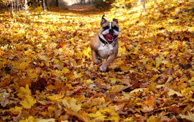 Обои картинки фото животные, собаки, осень, листья, english, bulldog