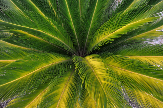 Обои картинки фото природа, листья, пальма