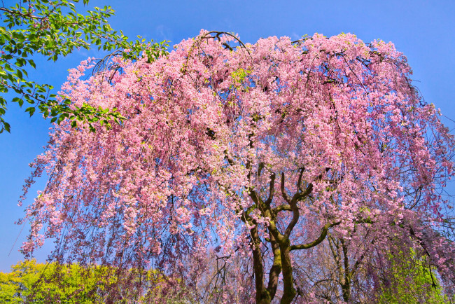 Обои картинки фото природа, деревья, дерево, сакура