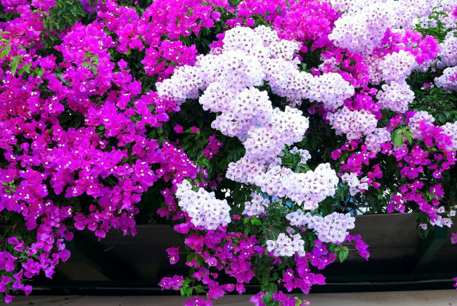 Обои картинки фото цветы, бугенвиллея, малиновый, розовый