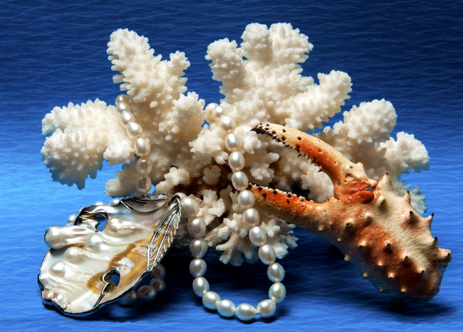 Обои картинки фото разное, ракушки, кораллы, декоративные, spa, камни, коралл, жемчуг, клешня