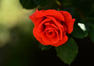 Картинка цветы розы ярко-красная бутон цветок роза