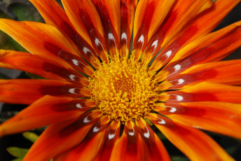 Картинка цветы газания тычинки лепестки оранжевый яркий