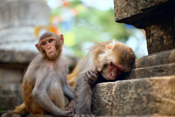 Картинка животные обезьяны храм молодая старая две макаки ступени