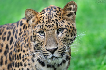 Картинка животные леопарды портрет